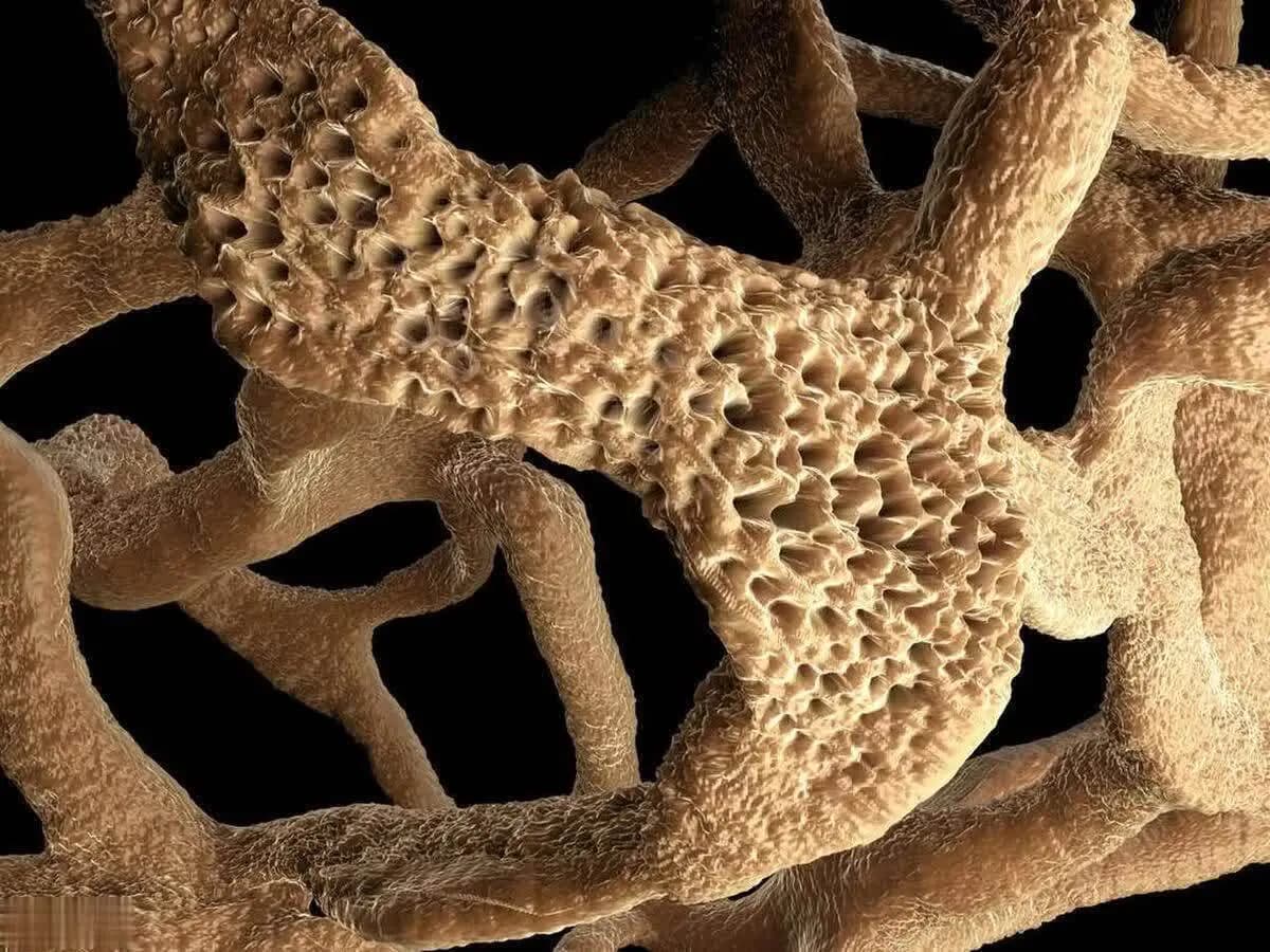 男性肌肉力量减退与骨骼健康示意图