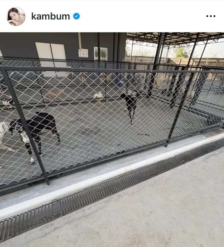 老年狗狗依然受到悉心照料